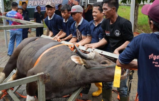 Keterangan Poto: BP Batam sembelih 33 ekor hewan qurban di Hari Raya Idul Adha 1447 Hijriah (foto/Humas BP Batam) 
