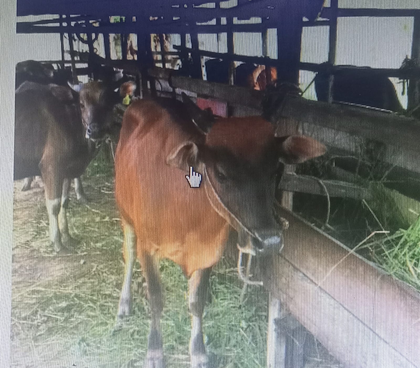 Hewan Qurban di Karimun Dijamin Layak dan Aman, Stok Dipastikan Tercukupi Jelang Idul Adha