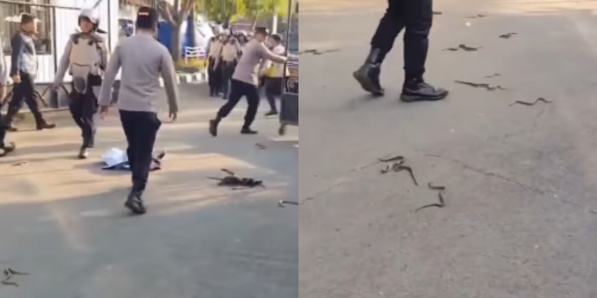 Ular Kisik Bertebaran di Kantor Bupati Lucky Hakim, Dinilai Jadi Simbol Kritik soal Kebijakan yang Terkesan 'Caper'