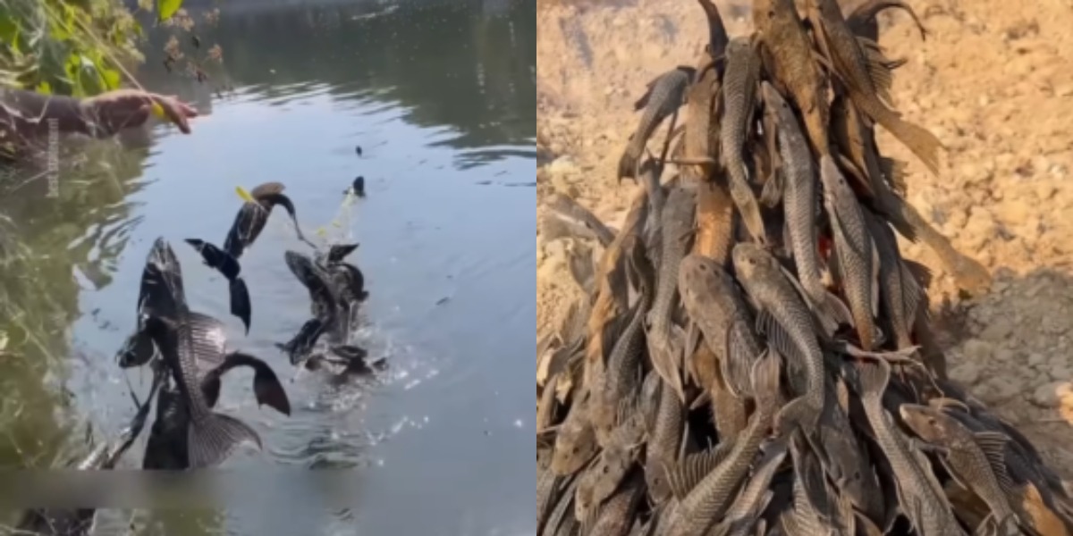 Viral Penangkapan Ikan Sapu-Sapu Digencarkan di Jakarta, Dinilai Bahaya untuk Ekosistem hingga Merusak Turap Sungai