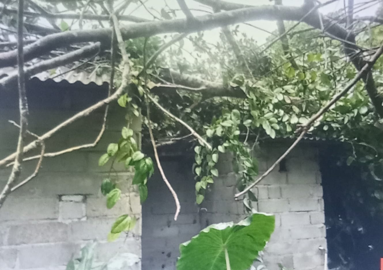 Dua Rumah Warga Rusak Tertimpa Pohon Tumbang, Akibat Angin Kencang