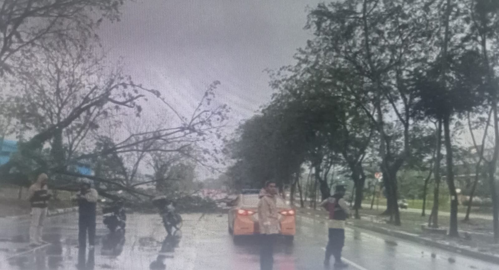 Pohon Tumbang di Sekupang, Kapolsek Pimpin Penanganan Evakuasi dan Amankan Arus Lalu Lintas